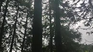 树林森林草原旅行拍摄仙女山视频的预览图